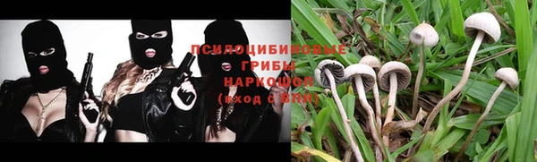 прущие грибы Новокубанск